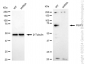 KD-Validated Anti-PSIP1 / LEDGF Rabbit Monoclonal Antibody