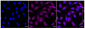 KD-Validated Anti-PRMT5 Rabbit Monoclonal Antibody