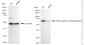 KD-Validated Anti-PRMT5 Rabbit Monoclonal Antibody