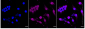 KD-Validated Anti-PBP Rabbit Monoclonal Antibody