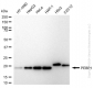 KD-Validated Anti-PBP Rabbit Monoclonal Antibody