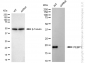 KD-Validated Anti-PBP Rabbit Monoclonal Antibody