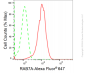 KD-Validated Anti-RAB7 Rabbit Monoclonal Antibody