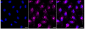 KD-Validated Anti-RAB7 Rabbit Monoclonal Antibody