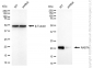 KD-Validated Anti-RAB7 Rabbit Monoclonal Antibody