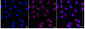 KD-Validated Anti-Phospho-Paxillin (Y118) Rabbit Monoclonal Antibody