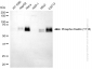 KD-Validated Anti-Phospho-Paxillin (Y118) Rabbit Monoclonal Antibody