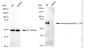 KD-Validated Anti-Phospho-Paxillin (Y118) Rabbit Monoclonal Antibody