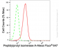 KD-Validated Anti-Peptidylprolyl Isomerase A Rabbit Monoclonal Antibody