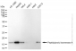 KD-Validated Anti-Peptidylprolyl Isomerase A Rabbit Monoclonal Antibody