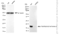 KD-Validated Anti-Peptidylprolyl Isomerase A Rabbit Monoclonal Antibody