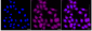 KD-Validated Anti-Peroxiredoxin 6 Rabbit Monoclonal Antibody