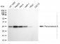 KD-Validated Anti-Peroxiredoxin 6 Rabbit Monoclonal Antibody
