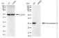 KD-Validated Anti-Peroxiredoxin 6 Rabbit Monoclonal Antibody