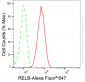 KD-Validated Anti-RelB Rabbit Monoclonal Antibody