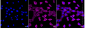 KD-Validated Anti-RelB Rabbit Monoclonal Antibody