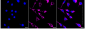 KD-Validated Anti-Peroxiredoxin 3 Rabbit Monoclonal Antibody