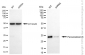 KD-Validated Anti-Peroxiredoxin 3 Rabbit Monoclonal Antibody