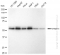 KD-Validated Anti-Pre-MRNA Processing Factor 4 Rabbit Monoclonal Antibody
