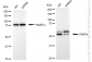 KD-Validated Anti-Pre-MRNA Processing Factor 4 Rabbit Monoclonal Antibody