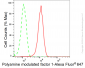 KD-Validated Anti-Polyamine Modulated Factor 1 Rabbit Monoclonal Antibody