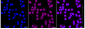 KD-Validated Anti-Polyamine Modulated Factor 1 Rabbit Monoclonal Antibody