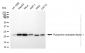 KD-Validated Anti-Polyamine Modulated Factor 1 Rabbit Monoclonal Antibody