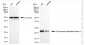KD-Validated Anti-Polyamine Modulated Factor 1 Rabbit Monoclonal Antibody