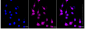 KD-Validated Anti-Prolyl Endopeptidase Like Rabbit Monoclonal Antibody