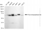 KD-Validated Anti-Prolyl Endopeptidase Like Rabbit Monoclonal Antibody
