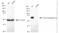 KD-Validated Anti-Prolyl Endopeptidase Like Rabbit Monoclonal Antibody