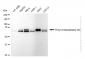 KD-Validated Anti-Prolyl Endopeptidase Like Rabbit Monoclonal Antibody