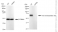 KD-Validated Anti-Prolyl Endopeptidase Like Rabbit Monoclonal Antibody