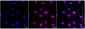 KD-Validated Anti-Phospho-AKT1 (S124) Rabbit Monoclonal Antibody