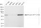 KD-Validated Anti-Phospho-AKT1 (S124) Rabbit Monoclonal Antibody