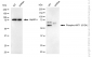 KD-Validated Anti-Phospho-AKT1 (S124) Rabbit Monoclonal Antibody