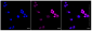 KD-Validated Anti-SAMHD1 Rabbit Monoclonal Antibody
