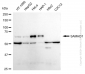 KD-Validated Anti-SAMHD1 Rabbit Monoclonal Antibody