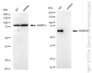 KD-Validated Anti-SAMHD1 Rabbit Monoclonal Antibody
