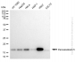 KD-Validated Anti-Peroxiredoxin 5 Rabbit Monoclonal Antibody