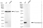 KD-Validated Anti-Peroxiredoxin 5 Rabbit Monoclonal Antibody