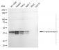 KD-Validated Anti-Paraoxonase 2 Rabbit Monoclonal Antibody