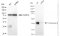 KD-Validated Anti-Paraoxonase 2 Rabbit Monoclonal Antibody