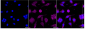 KD-Validated Anti-Retinoic Acid Receptor beta Rabbit Monoclonal Antibody