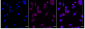 KD-Validated Anti-SDHC Rabbit Monoclonal Antibody