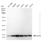 KD-Validated Anti-SDHC Rabbit Monoclonal Antibody