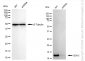 KD-Validated Anti-SDHC Rabbit Monoclonal Antibody