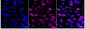 KD-Validated Anti-RAD23A Rabbit Monoclonal Antibody