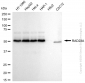 KD-Validated Anti-RAD23A Rabbit Monoclonal Antibody