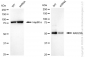 KD-Validated Anti-RAD23A Rabbit Monoclonal Antibody